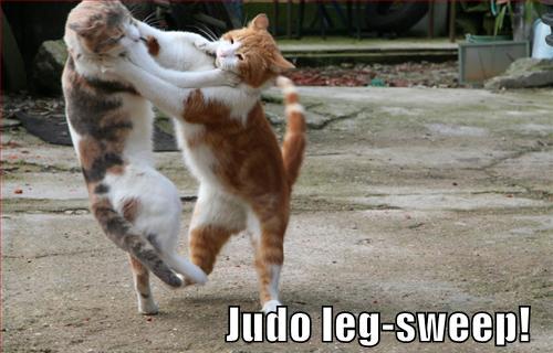 judo-kitten.jpg